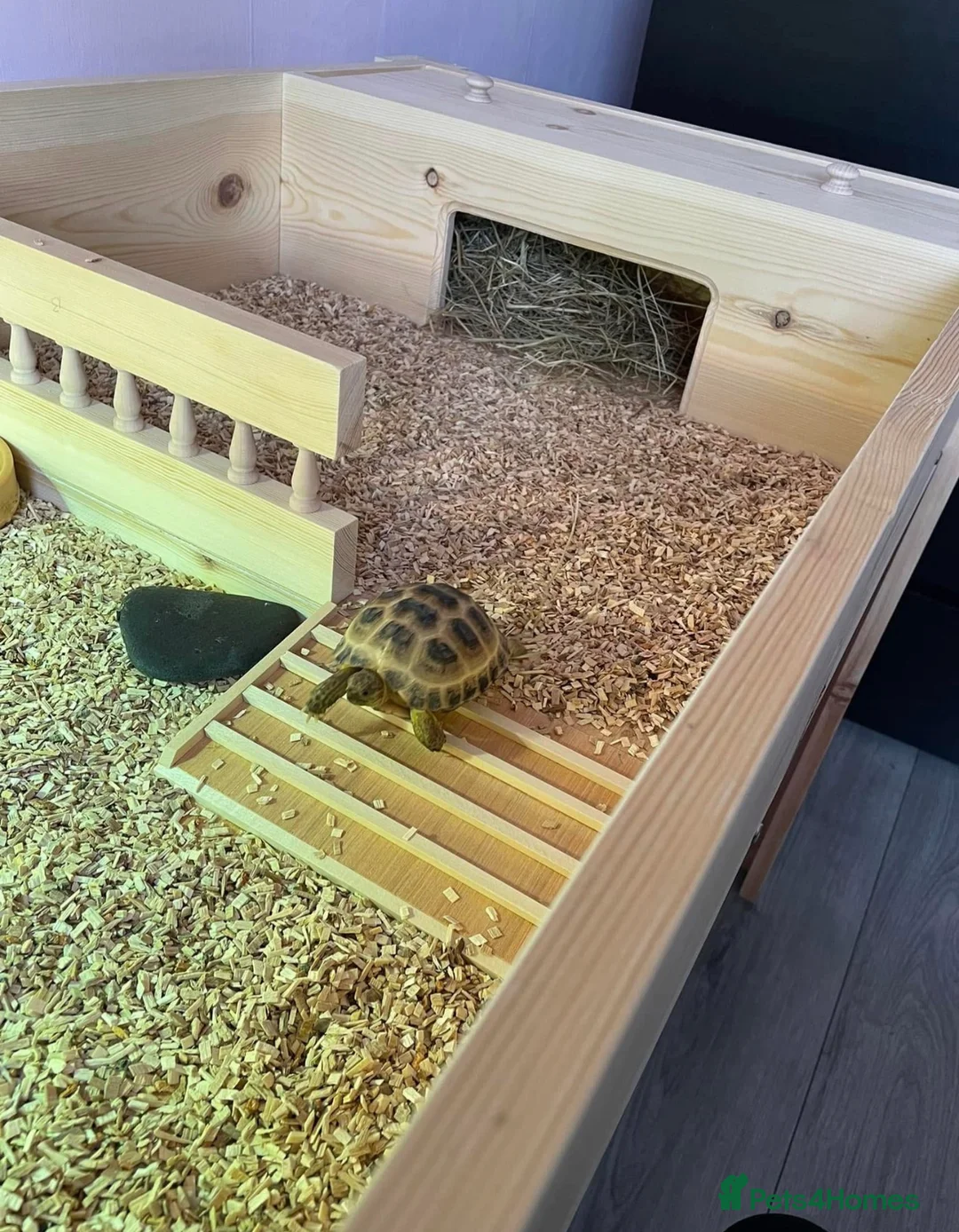 Tortoise reptiles for sale: 4 year old male horsefield tortoise  in Newcastle upon Tyne - Advert 1
