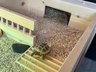 Tortoise reptiles 4 year old male horsefield tortoise - Advert 1