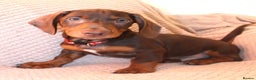 Dachshund dogs for sale: Beautiful standard dachshund litter   - Advert 7