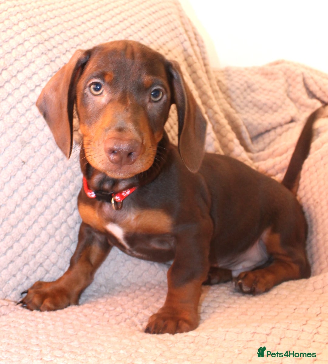Dachshund dogs for sale: Beautiful standard dachshund litter   - Advert 7