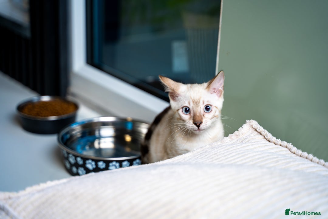 Bengal cats for sale: SNOW LYNX PURE BENGAL BOY-Frankie-Top Personality - Advert 17