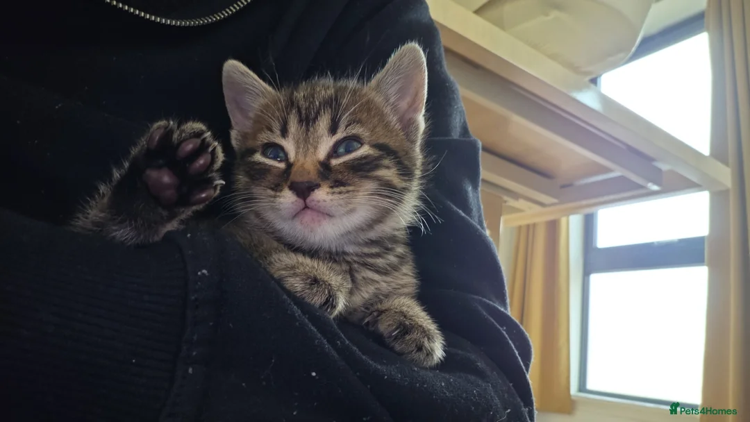 Mixed Breed cats for sale: Kitten - Advert 4