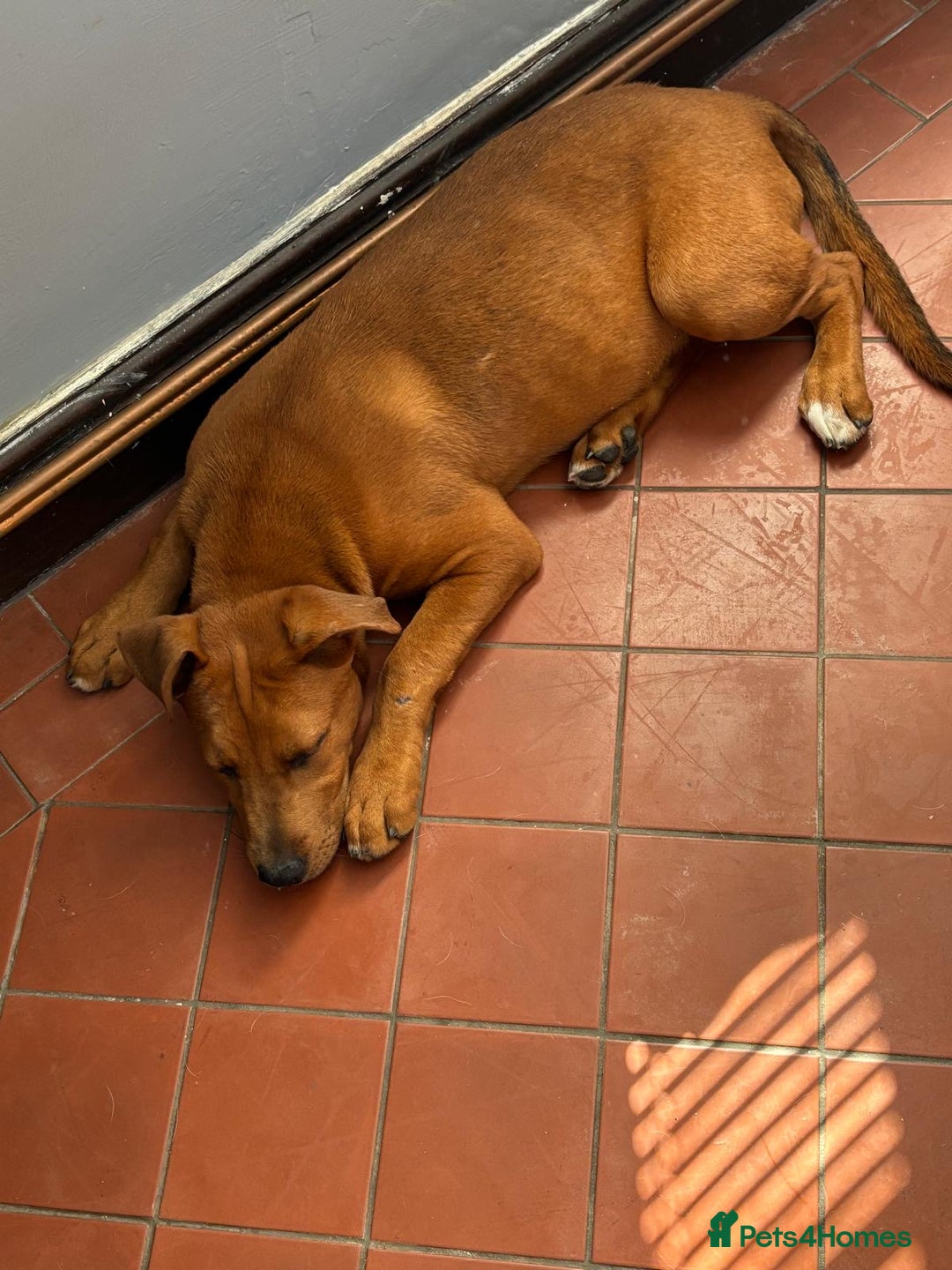 Mixed Breed dogs for sale: German Shep x mastiff  - Image 6