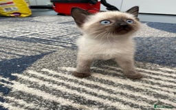 Mixed Breed cats for sale: 5 kittens for sale - Image 9