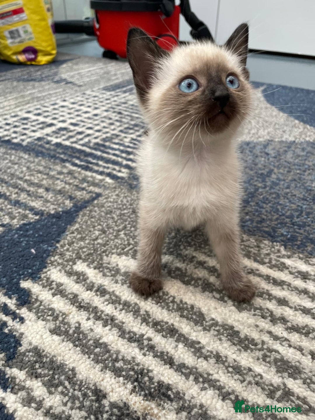 Mixed Breed cats for sale: 5 kittens for sale - Image 9