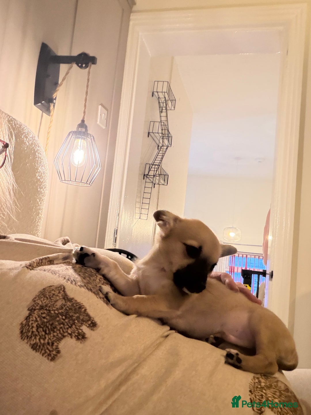 Chihuahua dogs for sale: Beautiful chihuahua cross pup - Advert 3