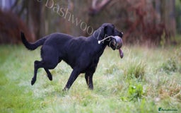Labrador Retriever dogs for stud: At Stud Thistlecrack Grousegas Hip 0-0 Elbows 0-0 in Lymington - Image 4