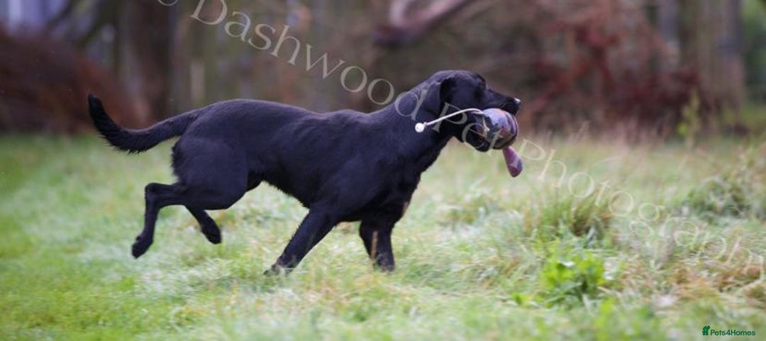 Labrador Retriever dogs for stud: At Stud Thistlecrack Grousegas Hip 0-0 Elbows 0-0 in Lymington - Image 4