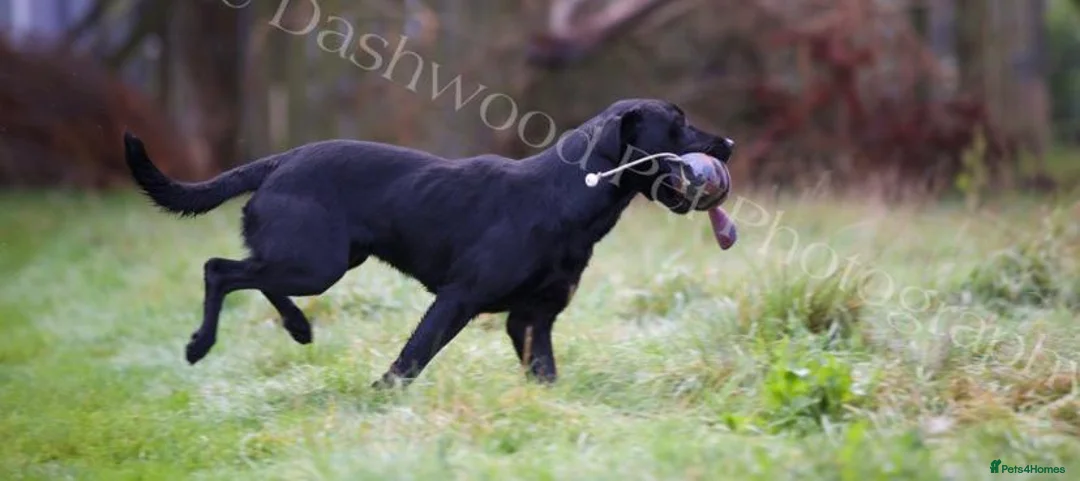 Labrador Retriever dogs for stud: At Stud Thistlecrack Grousegas Hip 0-0 Elbows 0-0 in Lymington - Advert 4