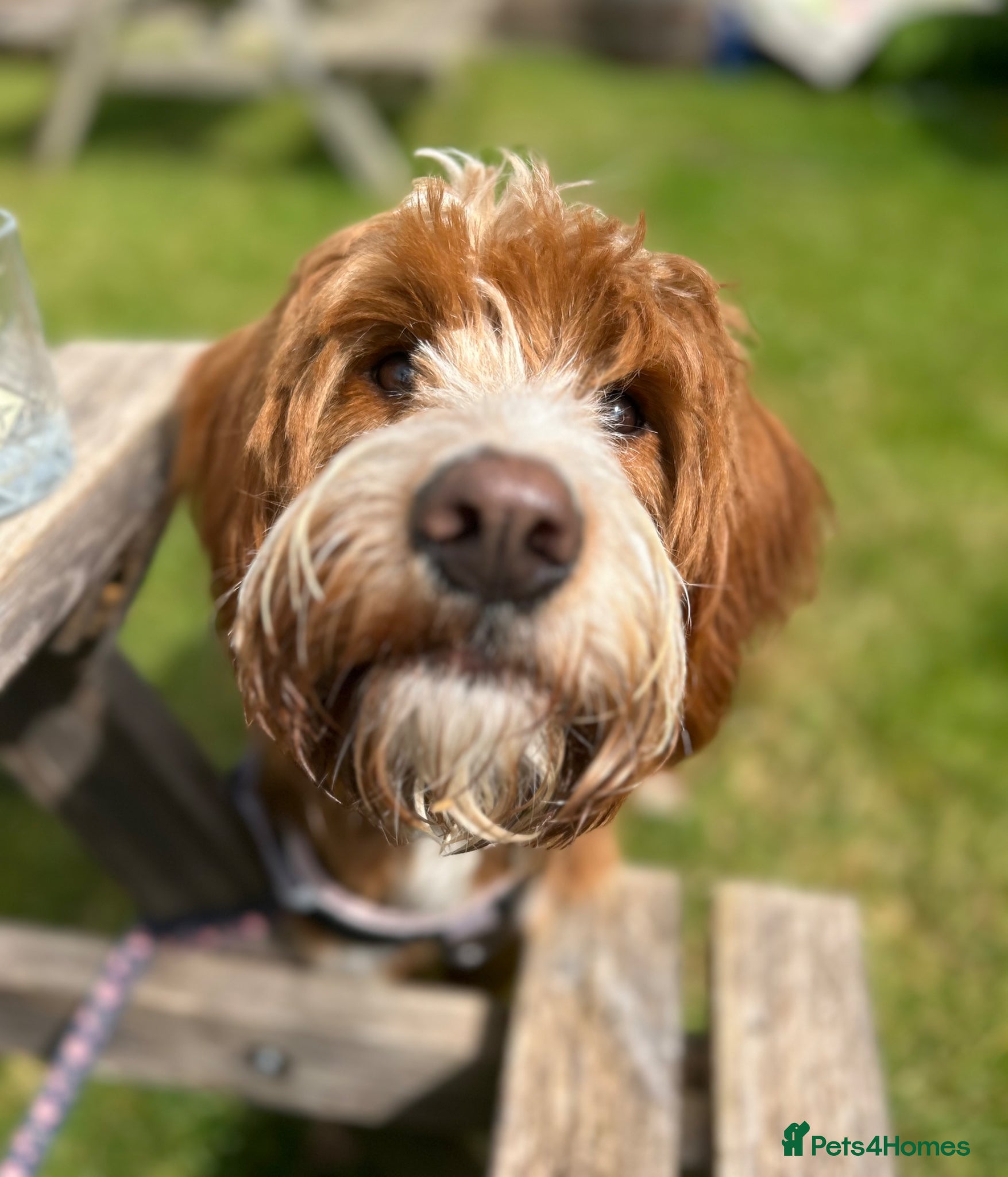 Labradoodle dogs Stunning Fox Red Labradoodle Stud - Advert 1