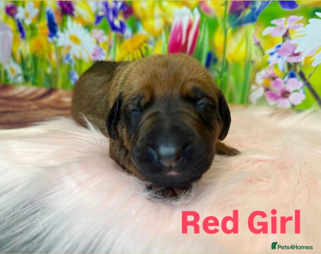 Rhodesian Ridgeback dogs for sale: Outstanding Rhodesian Ridgeback Puppies 🦁 - Image 12