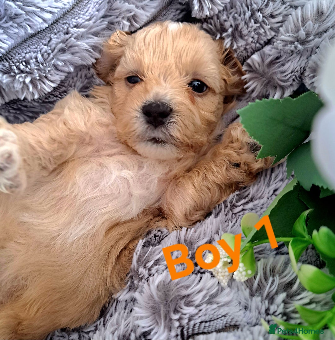 Shihpoo dogs for sale: Shihpoo Shih Tzu x Poodle (Shoodle) Puppies - Image 7