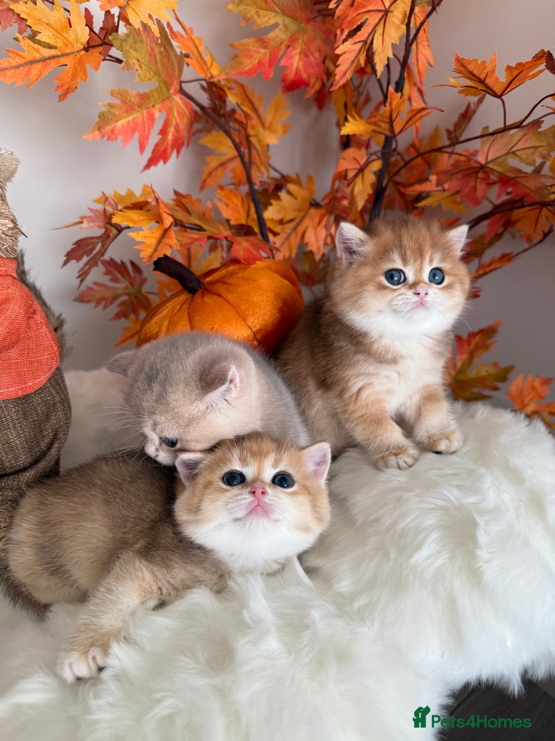 British Shorthair cats for sale: Blue Golden British Shorthair - Image 37