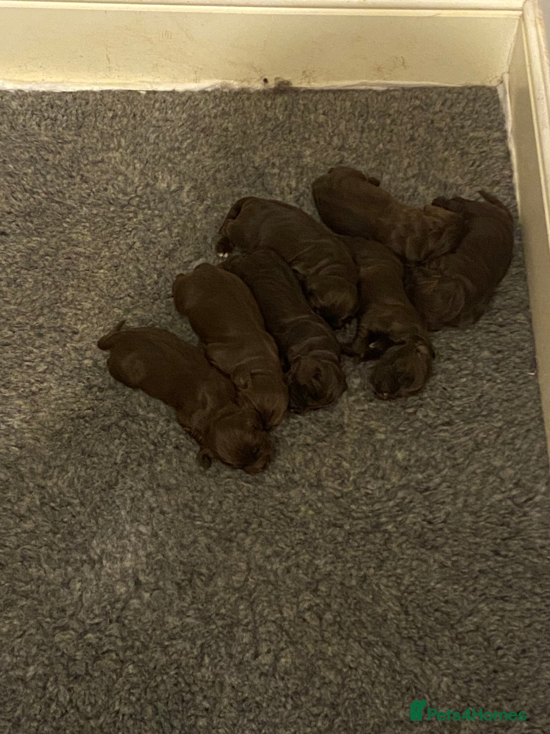 Cocker Spaniel dogs for sale: 7 STUNNING CHOCOLATE WORKING COCKERS ⭐️⭐️⭐️⭐️⭐️ - Advert 9