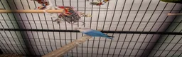 Lovebirds birds for sale: Breeding pair of lovebirds - Advert 3
