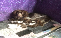 Cocker Spaniel dogs for sale: Gorgeous Working Cocker Spaniel puppies - Image 19