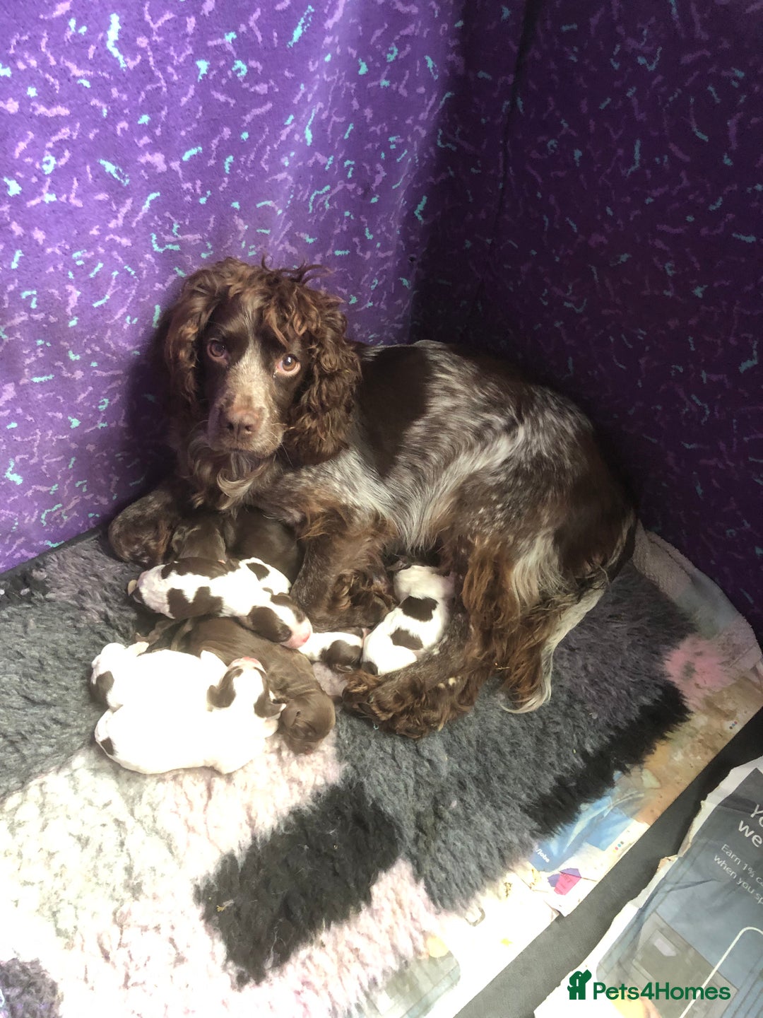 Cocker Spaniel dogs for sale: Gorgeous Working Cocker Spaniel puppies - Image 19