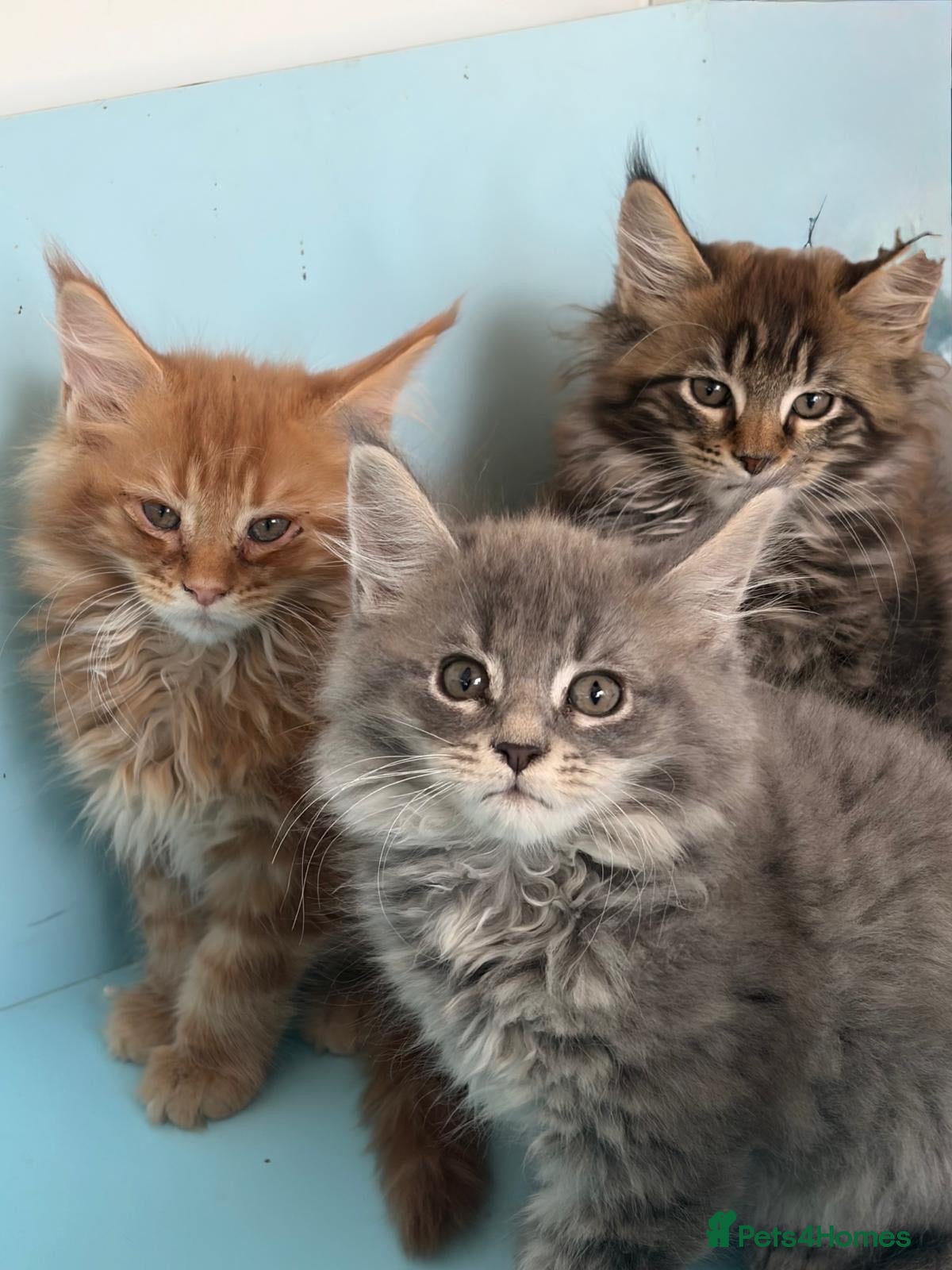 Maine Coon cats 3 beautiful Maine coon Gccf registered boys  - Advert 1