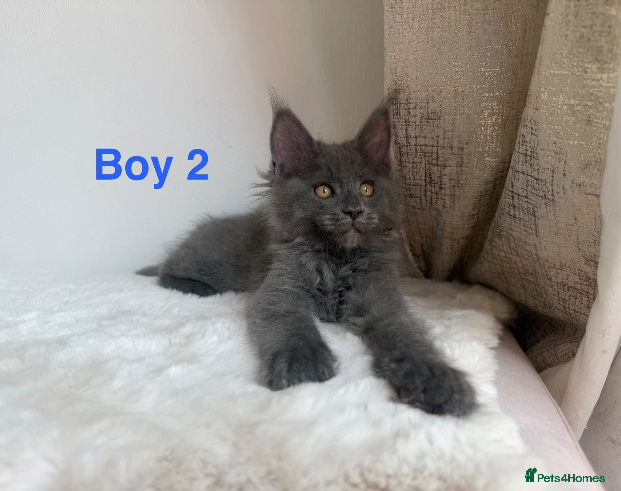 Maine Coon cats Only 2 left. SHOW QUALITY MAINE COON KITTENS  - Advert 1