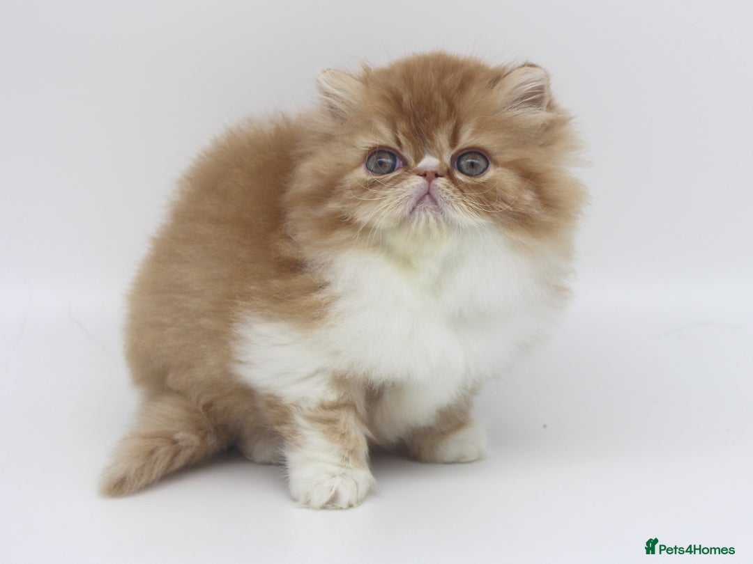 Exotic cats for sale: Quality TICA Reg Exotic & Persian Kittens - Advert 4