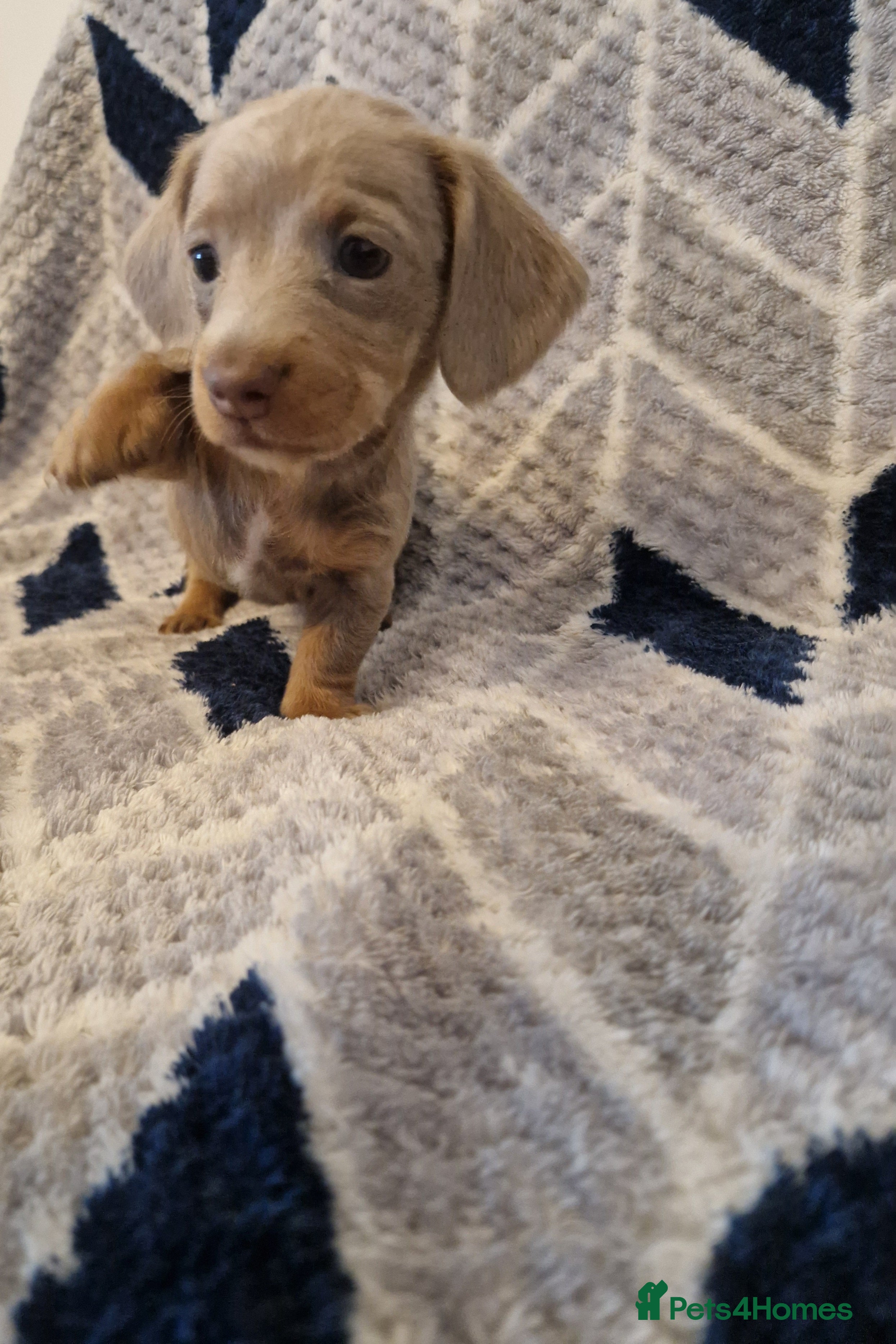 Miniature Dachshund dogs ⭐️🌈last little Beautiful miniature dachshunds🌈⭐️ - Advert 18