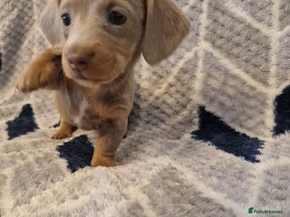 Miniature Dachshund dogs ⭐️🌈last little Beautiful miniature dachshunds🌈⭐️ - Advert 18