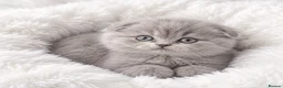 Scottish Fold cats for sale: 2boys and 1girl for sale Scotish foldxB Shorthair - Advert 1