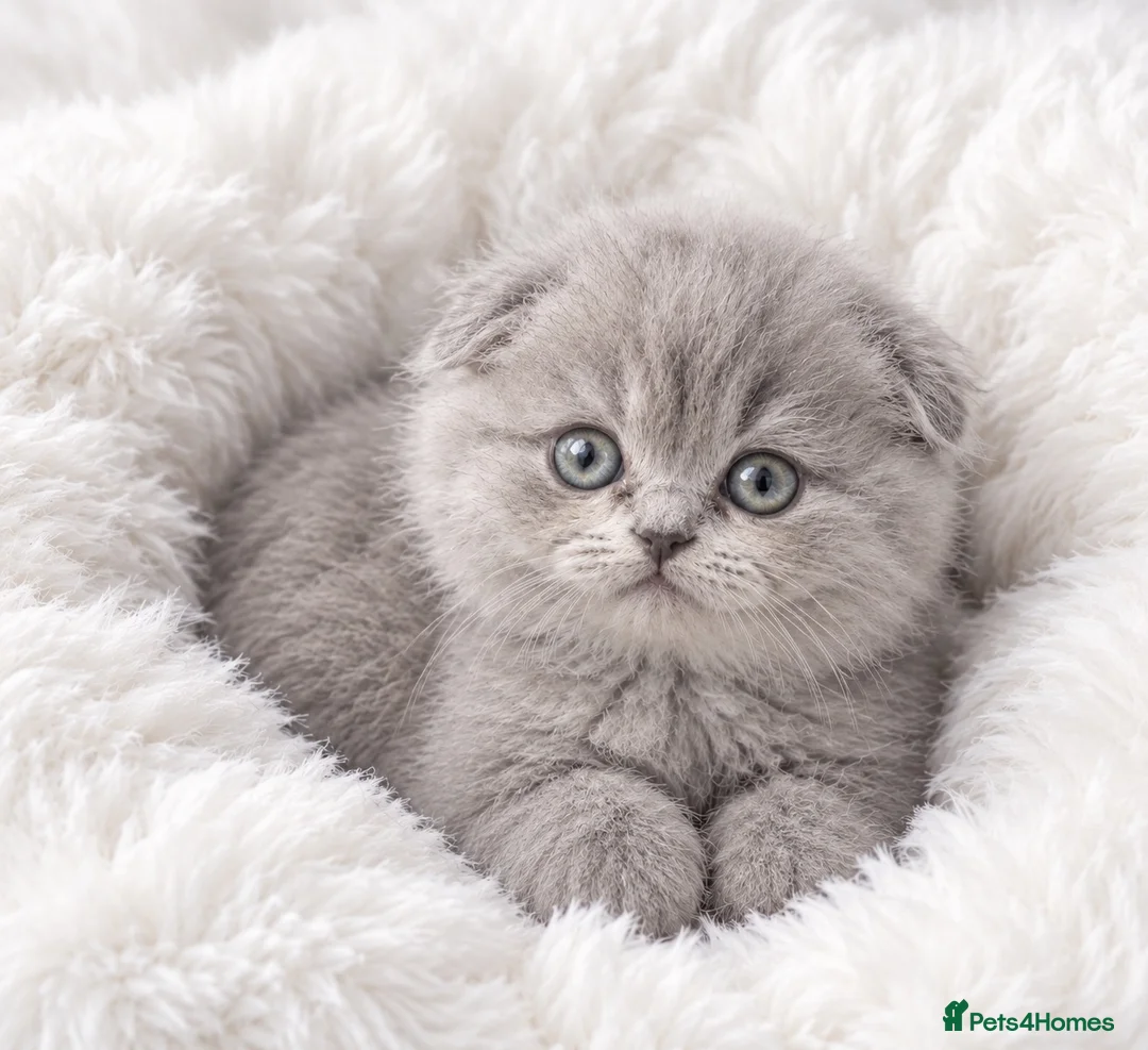 Scottish Fold cats for sale: 2boys and 1girl for sale Scotish foldxB Shorthair - Advert 1