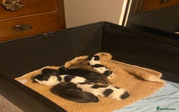 Shih Tzu dogs for sale: Shih tzus puppy for sale - Image 14