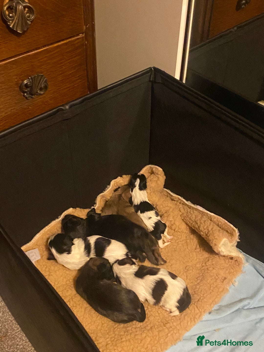 Shih Tzu dogs for sale: Shih tzus puppy for sale - Image 14