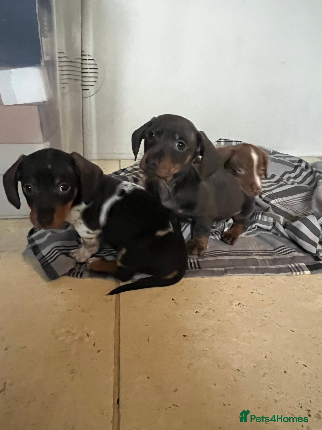 Miniature Dachshund dogs for sale: 💞Ready now Miniature dachshund 💞 - Advert 18