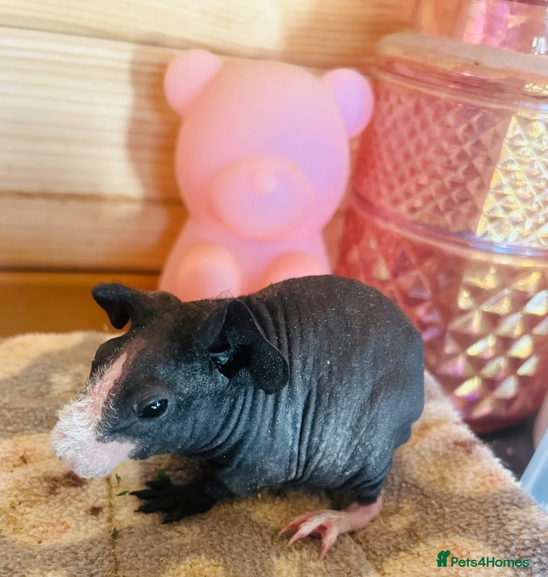 Guinea Pig rodents for sale: 2 x Funky haired baby sows  - Advert 2