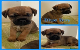 Border Terrier dogs for sale: Beautiful Border Terrier Puppys For Sale - Image 3