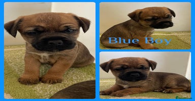 Border Terrier dogs - Advert 7