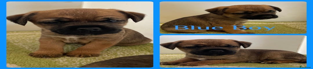 Border Terrier Puppy 1