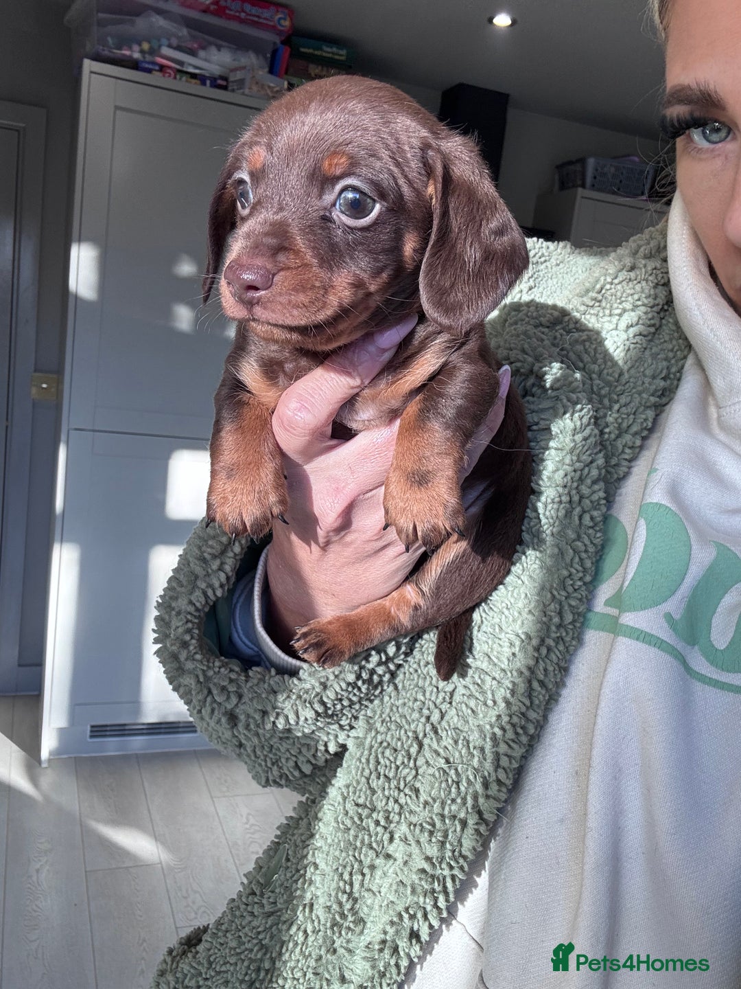 Miniature Dachshund dogs for sale: Stunning miniature sausage pups  - Advert 14