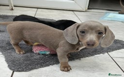 Dachshund dogs for sale: MINI DACHSHUND PUPPIES - Image 3