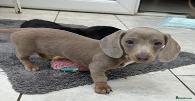 Dachshund dogs - Advert 9