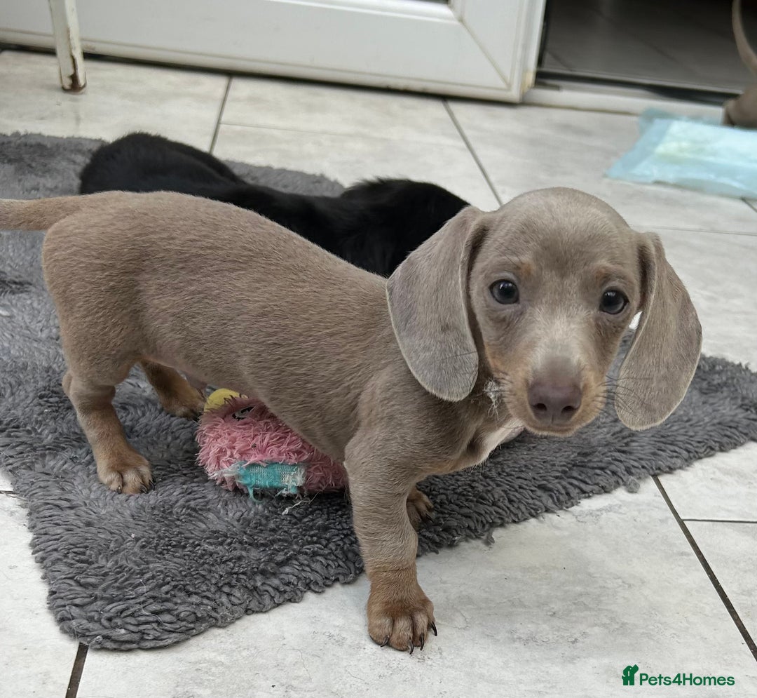 Dachshund dogs for sale: MINI DACHSHUND PUPPIES - Image 3