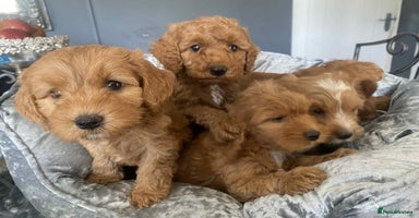 Cavapoo dogs - Advert 4