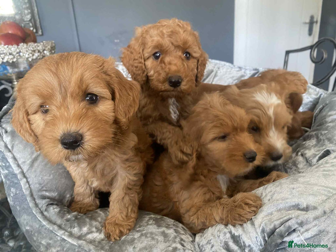 Cavapoo dogs for sale: Cavapoo puppy’s  - Image 2