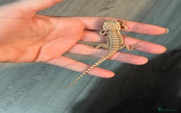 Bearded Dragon reptiles for sale: Bearded Dragon babies - Advert 8