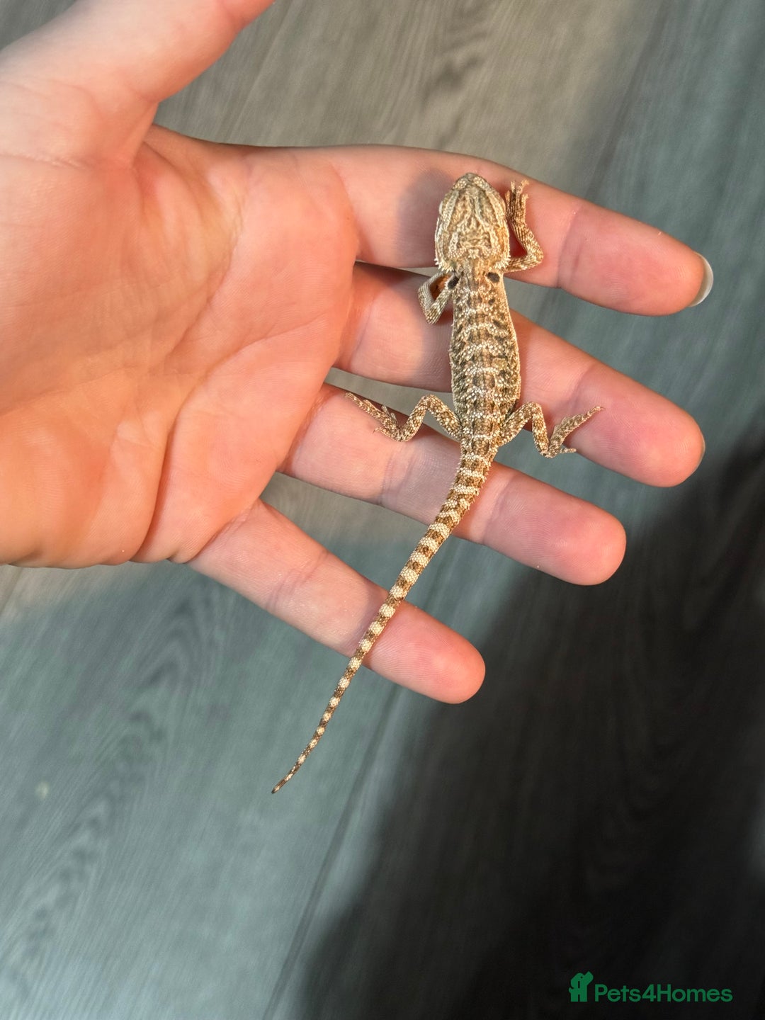 Bearded Dragon reptiles for sale: Bearded Dragon babies - Advert 8