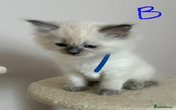 Ragdoll cats for sale: Pure Ragdoll Kittens *Ready for their new home* - Image 20
