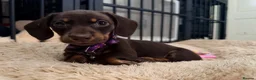 Miniature Dachshund dogs for sale: Alice 💖 & Arthur 💙 - Advert 8