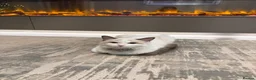 Ragdoll cats for sale: Beautiful 1 year old female Ragdoll Cat in Wakefield - Advert 5