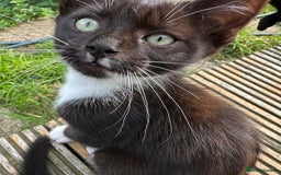 Mixed Breed cats for sale: Ragdoll mix  - Image 4