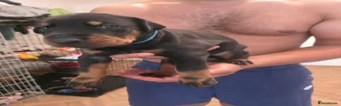 Dobermann light blue collar PB