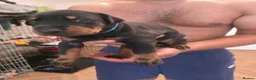Dobermann dogs for sale: Pedigree Chunky Doberman Puppies - Advert 4