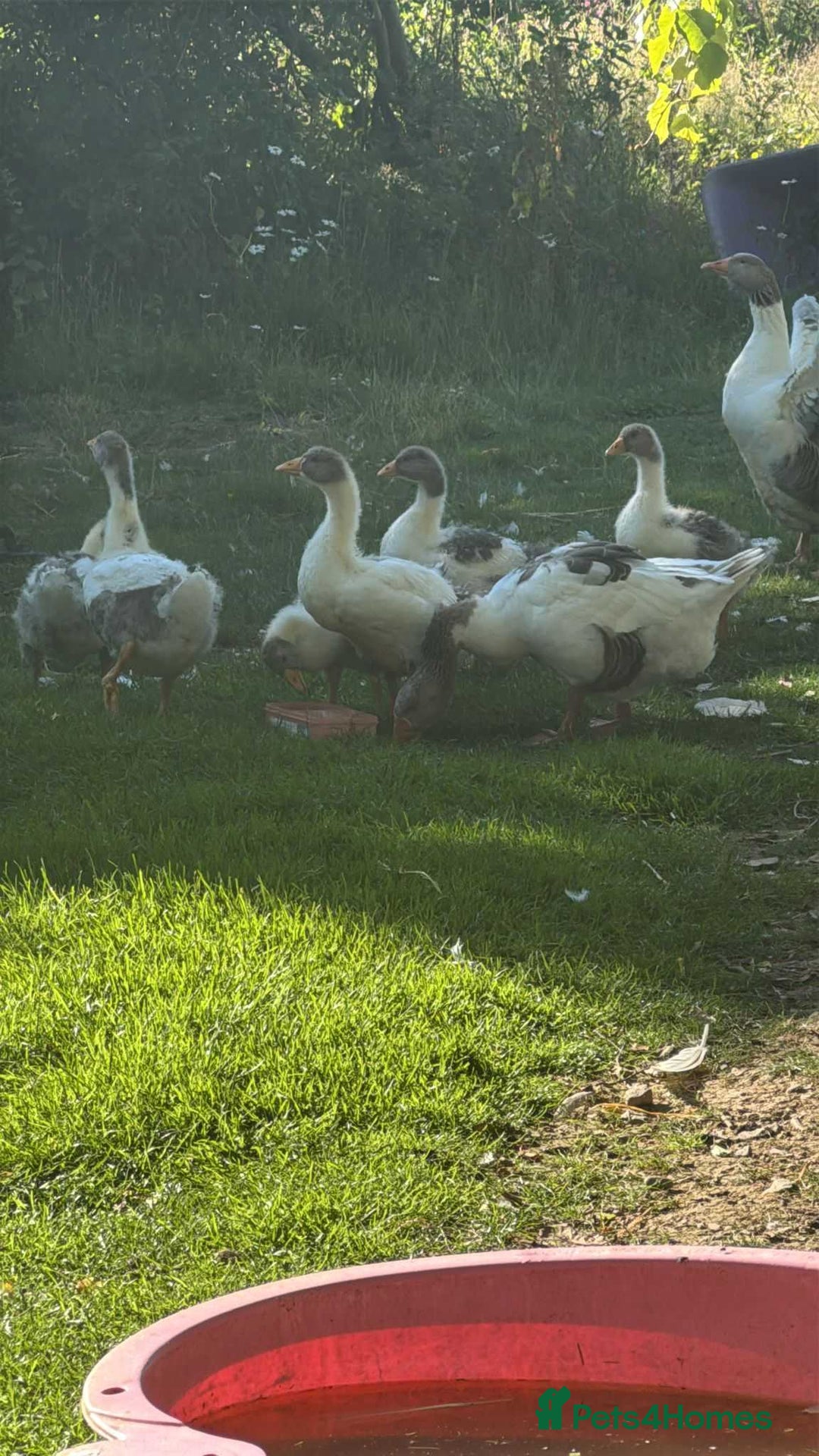 Geese poultry for sale: Baby Geese (8 available) - Image 8